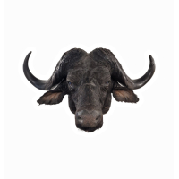 Tête de buffle Cafre