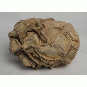 Septarian nodule Septarian nodule