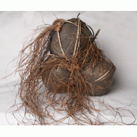 Dayak trofee schedels