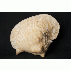 Strombus goliath Strombus goliath