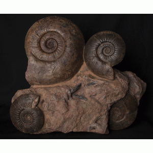 Podagrosites pseudogrunowi Podagrosites pseudogrunowi