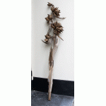 Gedroogde stam reuzen strelitzia