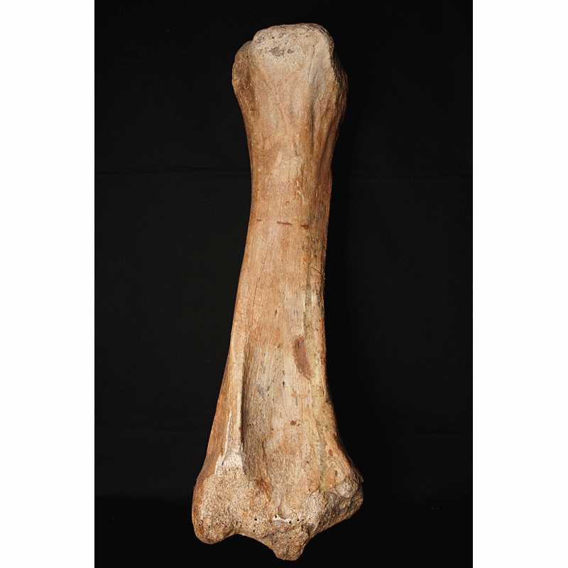 Scheenbeen (Tibia) mammoet