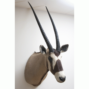 Gemsbok Gemsbok