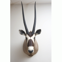 Gemsbok