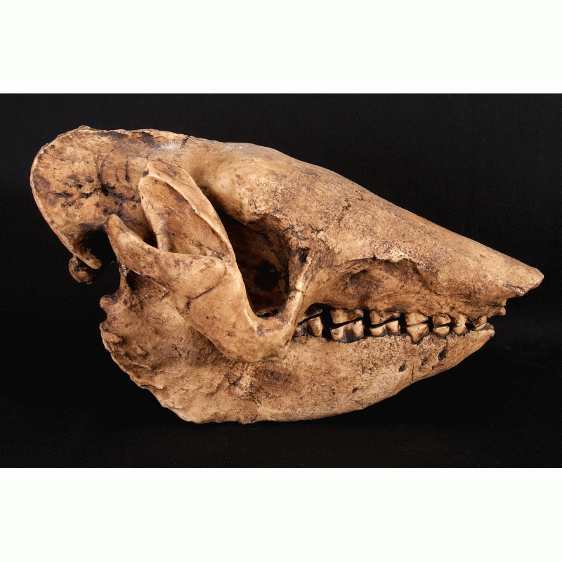 Schedel van een reuzen gordeldier