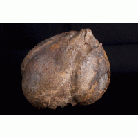 Fossiele Zeelelie Knol