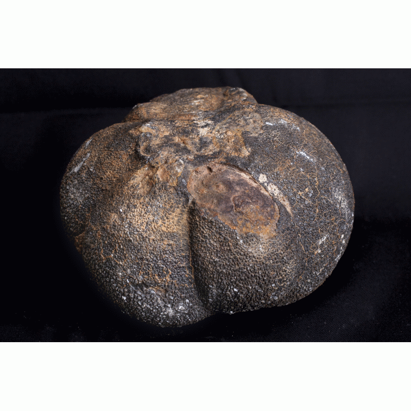 Fossiele Zeelelie Knol