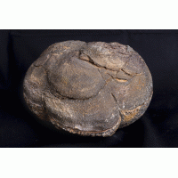 Fossiele Zeelelie Knol