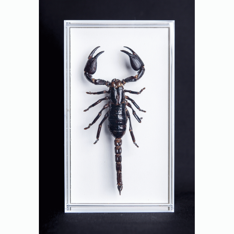 Schorpioen in jousi doos