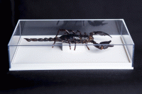 Schorpioen in jousi doos