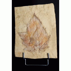 Fossiel blad Fossiel blad