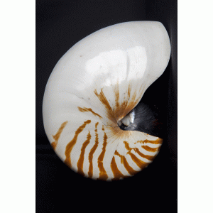 Nautilus pompilius Nautilus pompilius