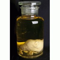 Sterkwater Preparaat phoetus big