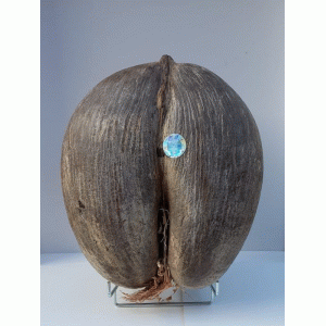 Coco du mer Coco du mer