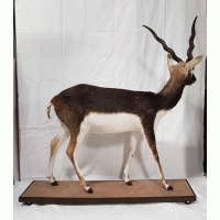 Opgezette Indische Antilope