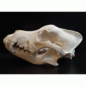 Schedel Bobtail Schedel Bobtail