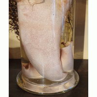 Sterkwater Preparaat Pijlinktvis