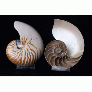 Nautilus doorsnede ( 2 delig ) Nautilus doorsnede ( 2 delig )