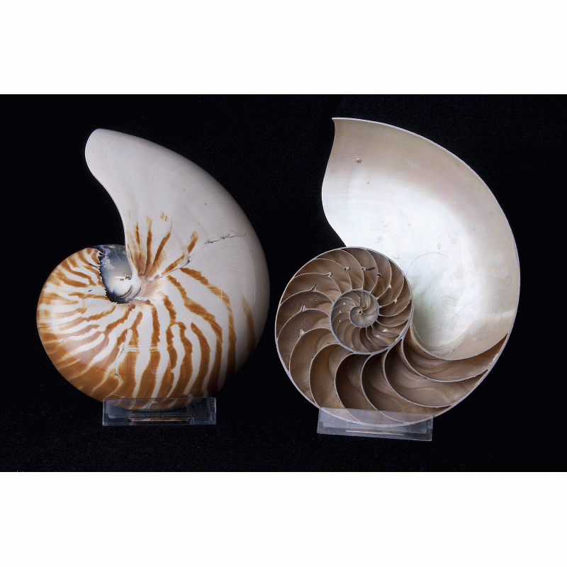 Nautilus doorsnede ( 2 delig ) 