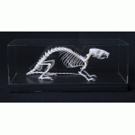 Tamme rat skelet