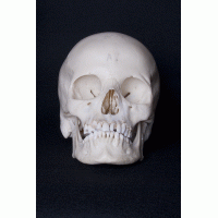 Mensenschedel wit Verkocht!