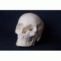 Mensenschedel wit Verkocht!