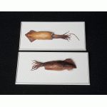 Pijlinktvis geconserveerd