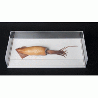 Pijlinktvis geconserveerd