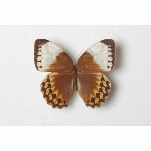Stichophthalma loisa Stichophthalma loisa