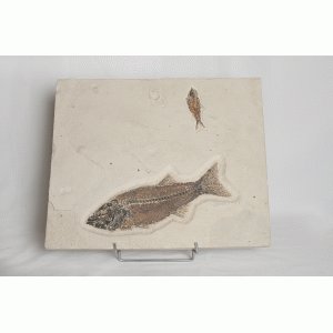 Vis fossiel, Myoplosis sp. Vis fossiel, Myoplosis sp.