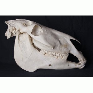 Schedel klein paard Schedel klein paard