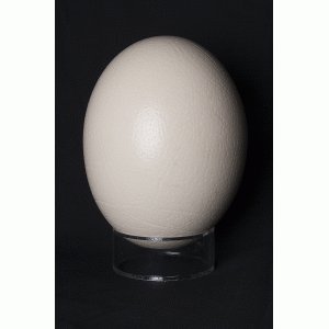 Struisvogel ei Struisvogel ei
