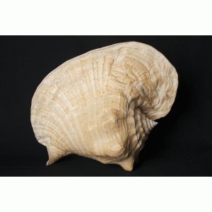 Strombus goliath Strombus goliath