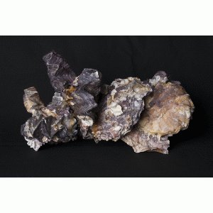 Hanekam oester Hanekam oester