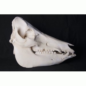 Schedel varken Schedel varken