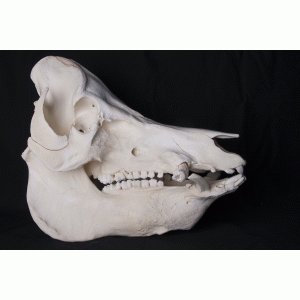 Schedel varken Schedel varken