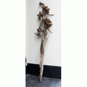 Gedroogde stam reuzen strelitzia Gedroogde stam reuzen strelitzia