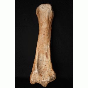 Scheenbeen (Tibia) mammoet Scheenbeen (Tibia) mammoet