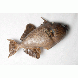 Trekkervis, Balistidae Trekkervis, Balistidae