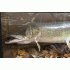 Zeer grote snoek