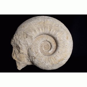 Ammoniet Ammoniet