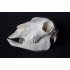 Schaap