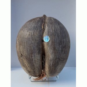 Coco du mer Coco du mer