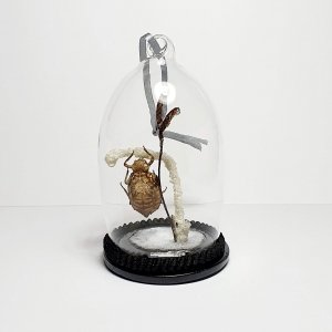 Natuur Historische Decoratie. Vervelling Waterjuffer VERKOCHT