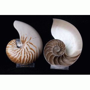 Nautilus doorsnede ( 2 delig ) Nautilus doorsnede ( 2 delig )