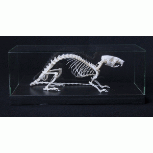 Tamme rat skelet Tamme rat skelet