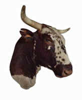 kop schoudermontage stier