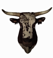 kop schoudermontage stier