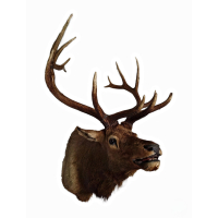 Beautiful XXL stuffed head of a Canadian Wapiti / Elk